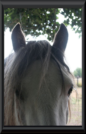 Visite aux Chevaux de Tan! 59