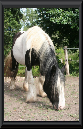 Visite aux Chevaux de Tan! 71