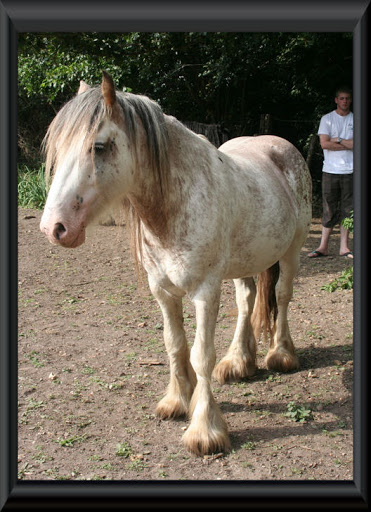 Visite aux Chevaux de Tan! 75