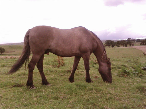 Stage avec Vivienne Hogg Grazing%202