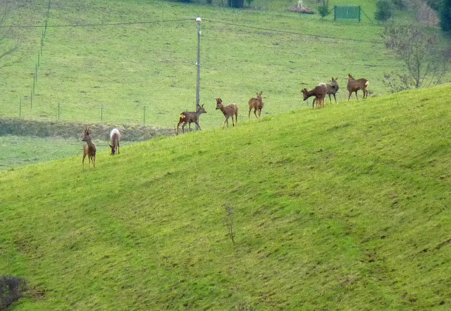 Chevreuils P1000684