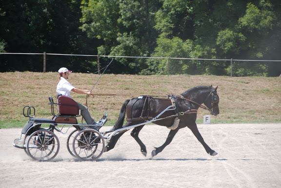 Ti'am du Grand Bosc Concours%20%C3%A9talons%20-%20LaBbastide%20de%20Serou%20%28137%29