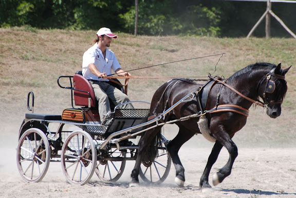 Ti'am du Grand Bosc Concours%20%C3%A9talons%20-%20LaBbastide%20de%20Serou%20%28138%29