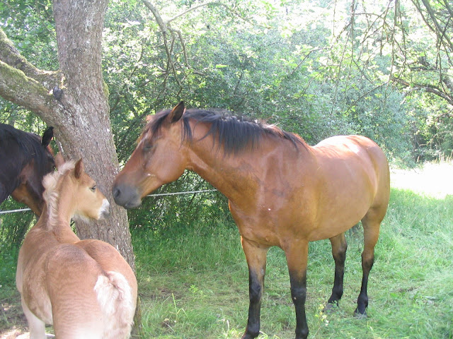 OHANKO...... Photo%20005