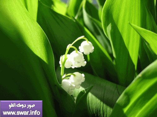 صور أجمل زهور العالم | صور لاحلى الزهور فى العالم | زهور جميله 17028679_5cc2c2067a_b-500x375