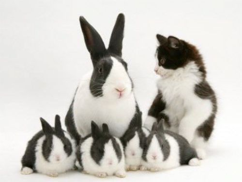 صووووووور حيووووووانات لطيفة Cute%20Easter%20Animals01