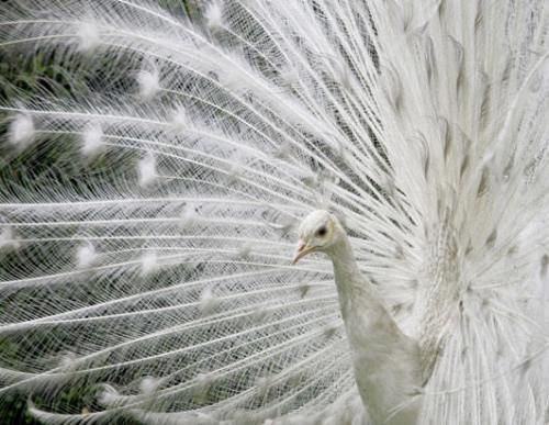 حيوانات بيضاء كالثلج Albino%20Animals%20White%2003