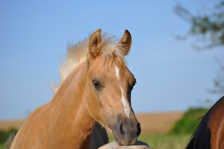 Poneys "Welsh A" (et K) - Page 2 DSC_0030