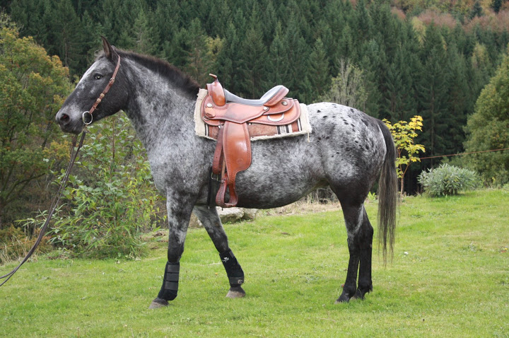 A vendre jument appaloosa... 040