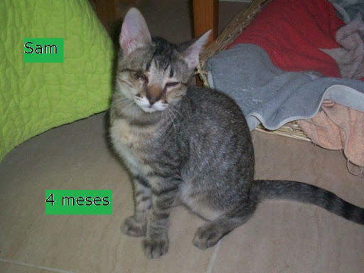 Adoptados en ANCAT 2008. Badajoz Sam