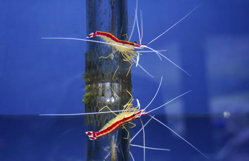 Crevettes _DSC3283