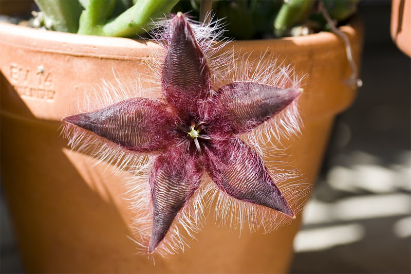 Il super Boeing 747 di Hoyle Stapelia-asterias