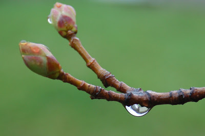 அழகிய கவி, மலராக மருவி! DSC_0519