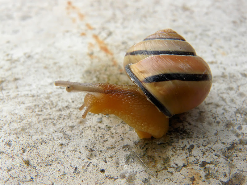 Escargot et abeille en Macro FZ18 Escargot