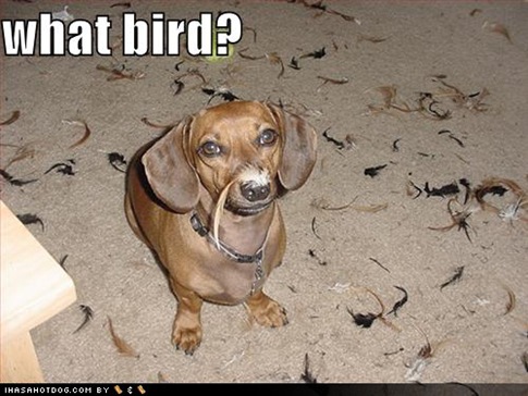 Funny pics Funny-dog-pictures-what-bird%5B6%5D