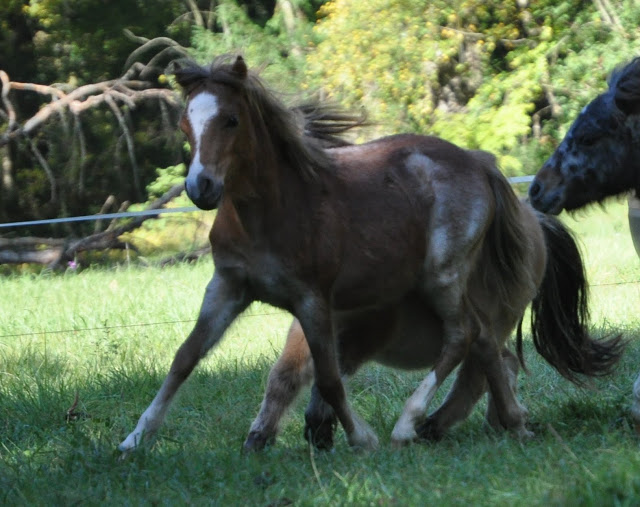 Poneys "Welsh A" (et K) - Page 3 DSC_0577