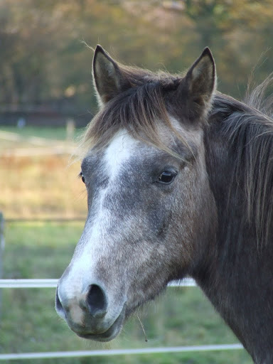 Cherche poney ou petit cheval PP entier mini 3 ans Poulains%252520041