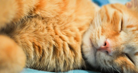 caution;; JustMallory's storage bin Ginger-cat-sleeping-548x290