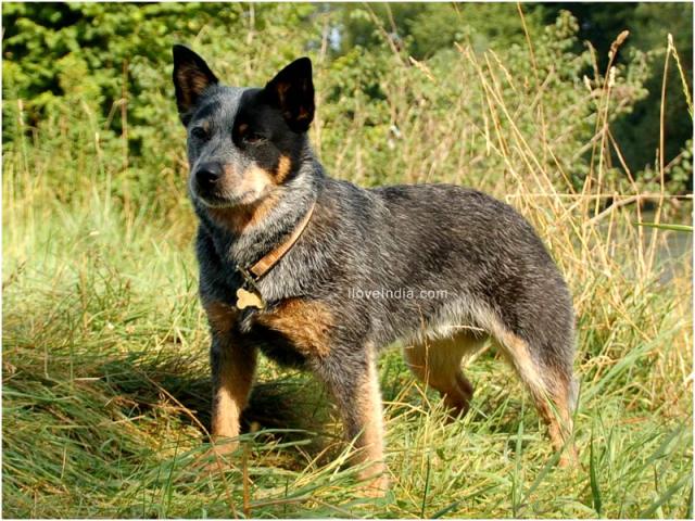 Adivina la raza ^^ Australian-cattle-dogs