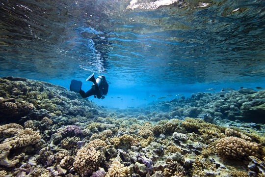 AU COEUR DES ANTILLES FRANCAISES(photos,textes) tourisme 15593c31