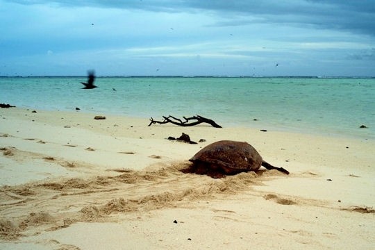 AUSTRALIE : ODYSEE SUR LA CÔTE EST(suite) 2c7fd16d