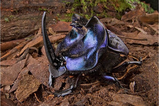 LES SUPER-SENS DES ANIMAUX(photos,textes)+ANIMAUX DÉCOUVERTS AU SURINAM 40a4c0c3