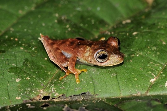 LES SUPER-SENS DES ANIMAUX(photos,textes)+ANIMAUX DÉCOUVERTS AU SURINAM 45ca0385