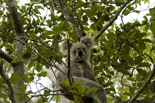 AUSTRALIE : ODYSEE SUR LA CÔTE EST(suite) 4b0da962