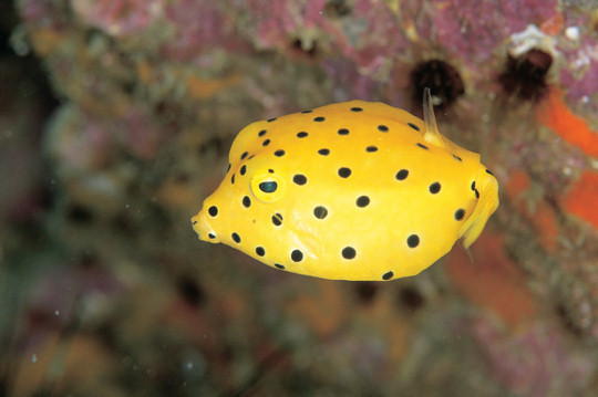 AUSTRALIE-DU BUSH A L'OCEAN, 30.000 KMS A TRAVERS L'AUSTRALIE(photos,textes) 4c7ee992