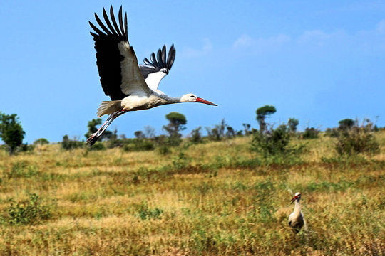 LES SUPER-SENS DES ANIMAUX(photos,textes)+ANIMAUX DÉCOUVERTS AU SURINAM 4e5aa5d5