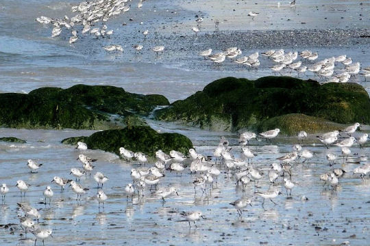 LES SUPER-SENS DES ANIMAUX(photos,textes)+ANIMAUX DÉCOUVERTS AU SURINAM 559acd7c