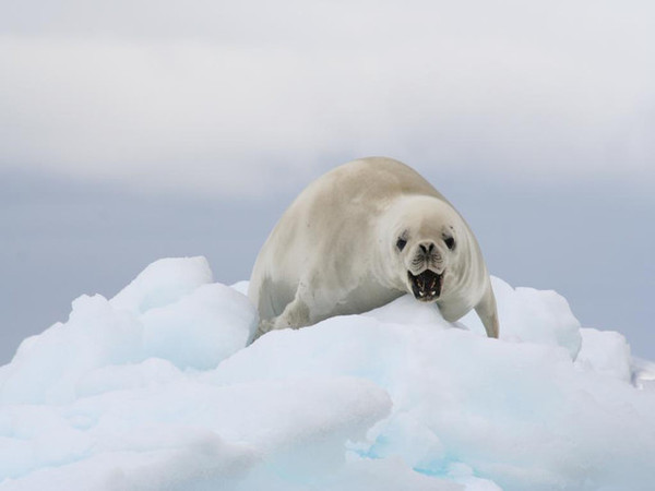 ANTARCTIQUE(GEORGIE DU SUD+A LA DÉCOUVERTE DE L'ANTARCTIQUE..... 56d9ab54