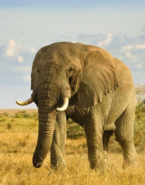 LES PLUS BELLES PHOTOS D'ANIMAUX DE NATIONAL GEOGRAPHIC+ANIMAUX LES PLUS DANGEREUX DU MONDE et autres 56ec5b14