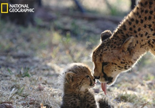 animaux - LES PLUS BELLES PHOTOS D'ANIMAUX DE NATIONAL GEOGRAPHIC+ANIMAUX LES PLUS DANGEREUX DU MONDE et autres 73285923