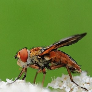 LES SUPER-SENS DES ANIMAUX(photos,textes)+ANIMAUX DÉCOUVERTS AU SURINAM 7bacfdba