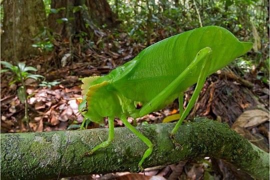 LES SUPER-SENS DES ANIMAUX(photos,textes)+ANIMAUX DÉCOUVERTS AU SURINAM 9909552d