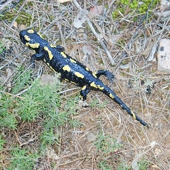 GORILLES DE LA MONTAGNE DU RWANDA et autresFAMILLES D'ANIMAUX 9b63184e