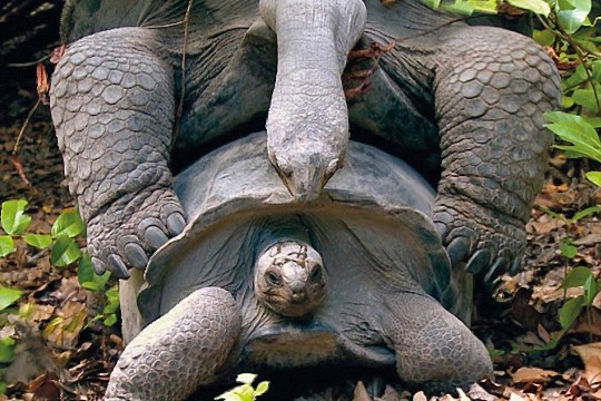 ANTOINE AU PARADIS DES ANIMAUX(photos,textes avec le chanteur Antoine) 9ca24096