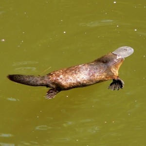 LES SUPER-SENS DES ANIMAUX(photos,textes)+ANIMAUX DÉCOUVERTS AU SURINAM A01e71a0