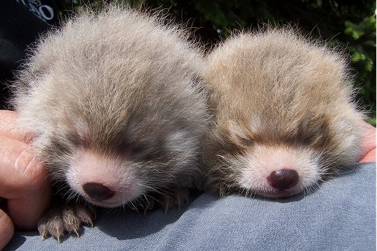 BÉBÉS ANIMAUX NÉS DANS UN ZOO(photos,textes) Ad9be05e