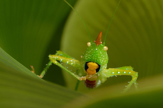 LES SUPER-SENS DES ANIMAUX(photos,textes)+ANIMAUX DÉCOUVERTS AU SURINAM B5a1d0a7