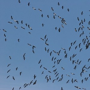 LES SUPER-SENS DES ANIMAUX(photos,textes)+ANIMAUX DÉCOUVERTS AU SURINAM B5d61fa1