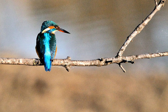 LES SUPER-SENS DES ANIMAUX(photos,textes)+ANIMAUX DÉCOUVERTS AU SURINAM C4336ebd