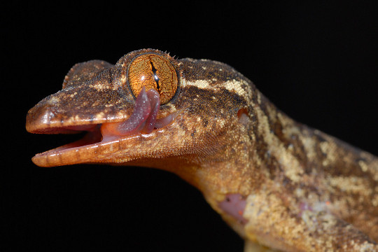 LES SUPER-SENS DES ANIMAUX(photos,textes)+ANIMAUX DÉCOUVERTS AU SURINAM C9900da7