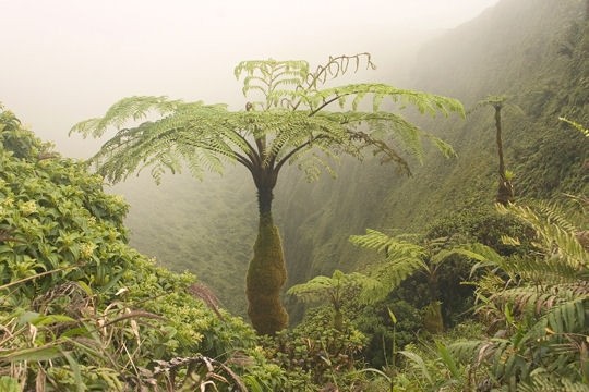 AU COEUR DES ANTILLES FRANCAISES(photos,textes) tourisme C9d9a0d7