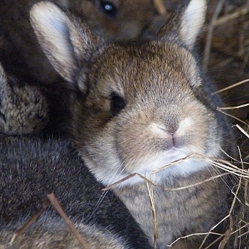 animaux - LES INCROYABLES MÉTAMORPHOSES DES ANIMAUX(photos,textes)+autres Ca3eb961