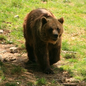 LES INCROYABLES MÉTAMORPHOSES DES ANIMAUX(photos,textes)+autres Da8ce937