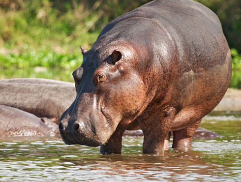 animaux - LES PLUS BELLES PHOTOS D'ANIMAUX DE NATIONAL GEOGRAPHIC+ANIMAUX LES PLUS DANGEREUX DU MONDE et autres E2a59679