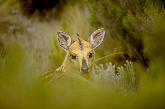 ANIMAUX:LA GRUE CENDREE+20 ANIMAUX EN DANGER+CARNET ROSE DES ZOOS EN 2011 Ecdfdfa1