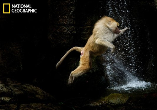 LES PLUS BELLES PHOTOS D'ANIMAUX DE NATIONAL GEOGRAPHIC+ANIMAUX LES PLUS DANGEREUX DU MONDE et autres 111b6112